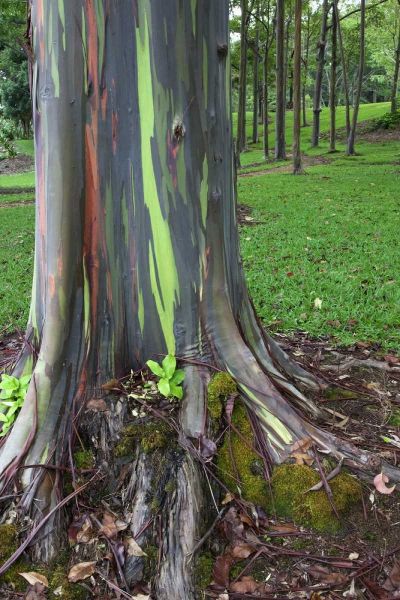 Hawaii, Kauai Colorful eucalyptus tree bark